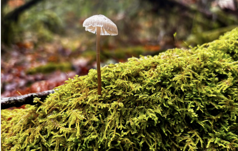 Why Mushroom Discovery is About Observation, Not Collection?
